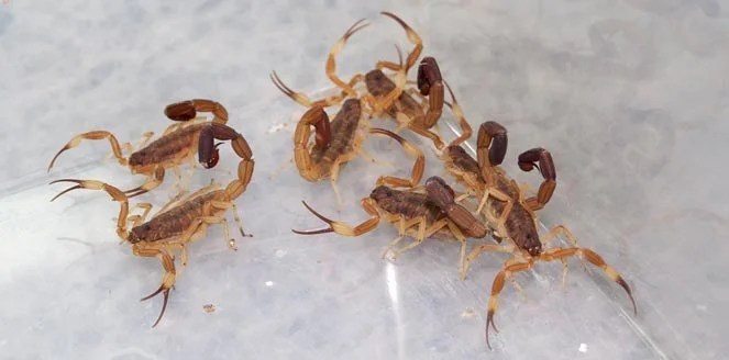 Alacranes inundan colonia de Zacatecas.