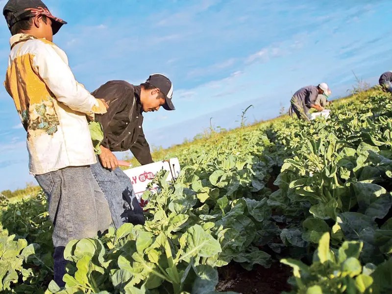 Jornaleros regresan de Estados Unidos con posibles infecciones.