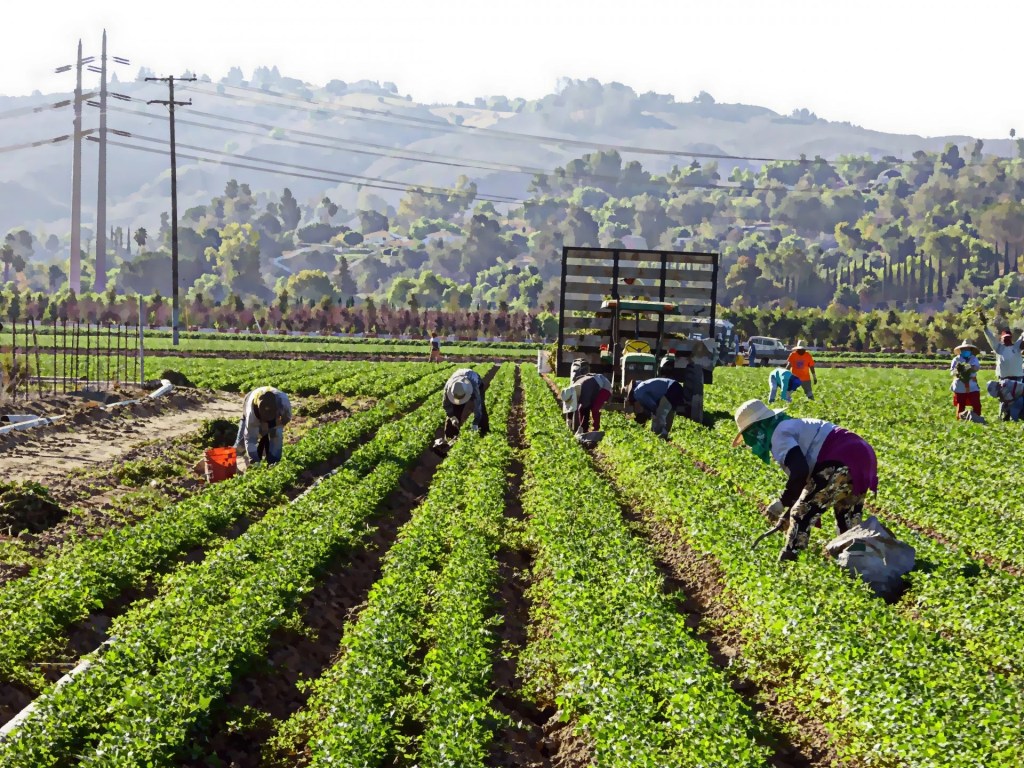 Trump plantea agilizar el programa de empleo agrícola temporal.