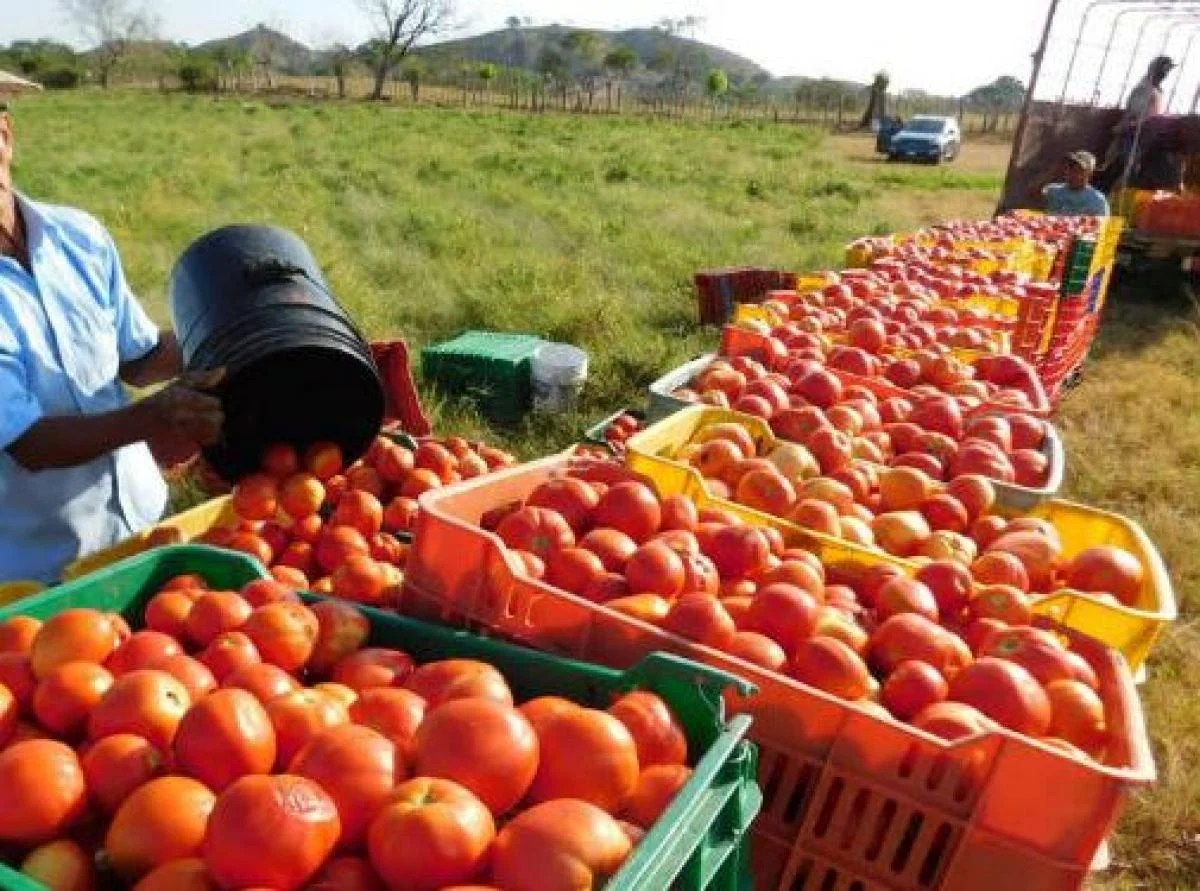 Golpean a productores de tomate aranceles de Trump.