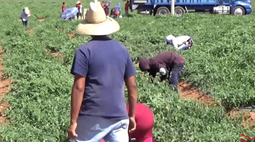 Precarias condiciones de vida para jornaleros.