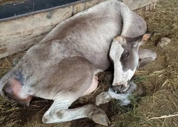 Rabia en el ganado pone en alerta a productores.