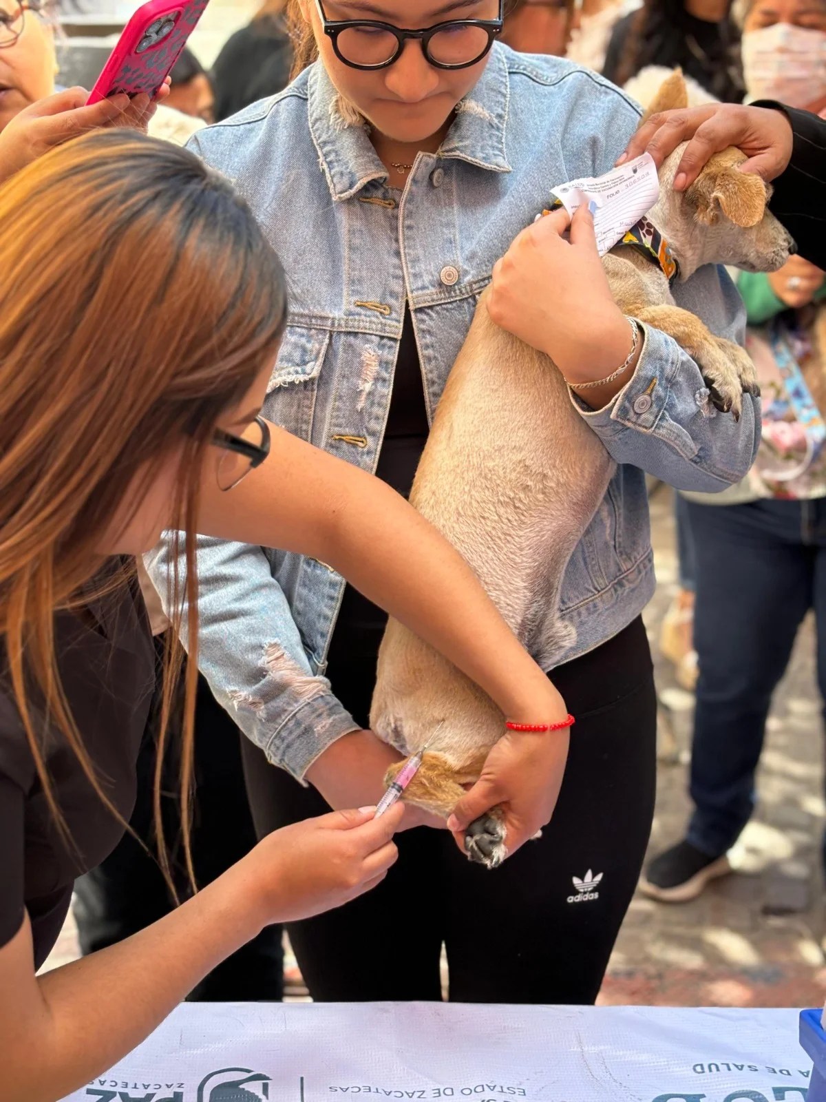 Campaña de vacunación de mascotas felinas.