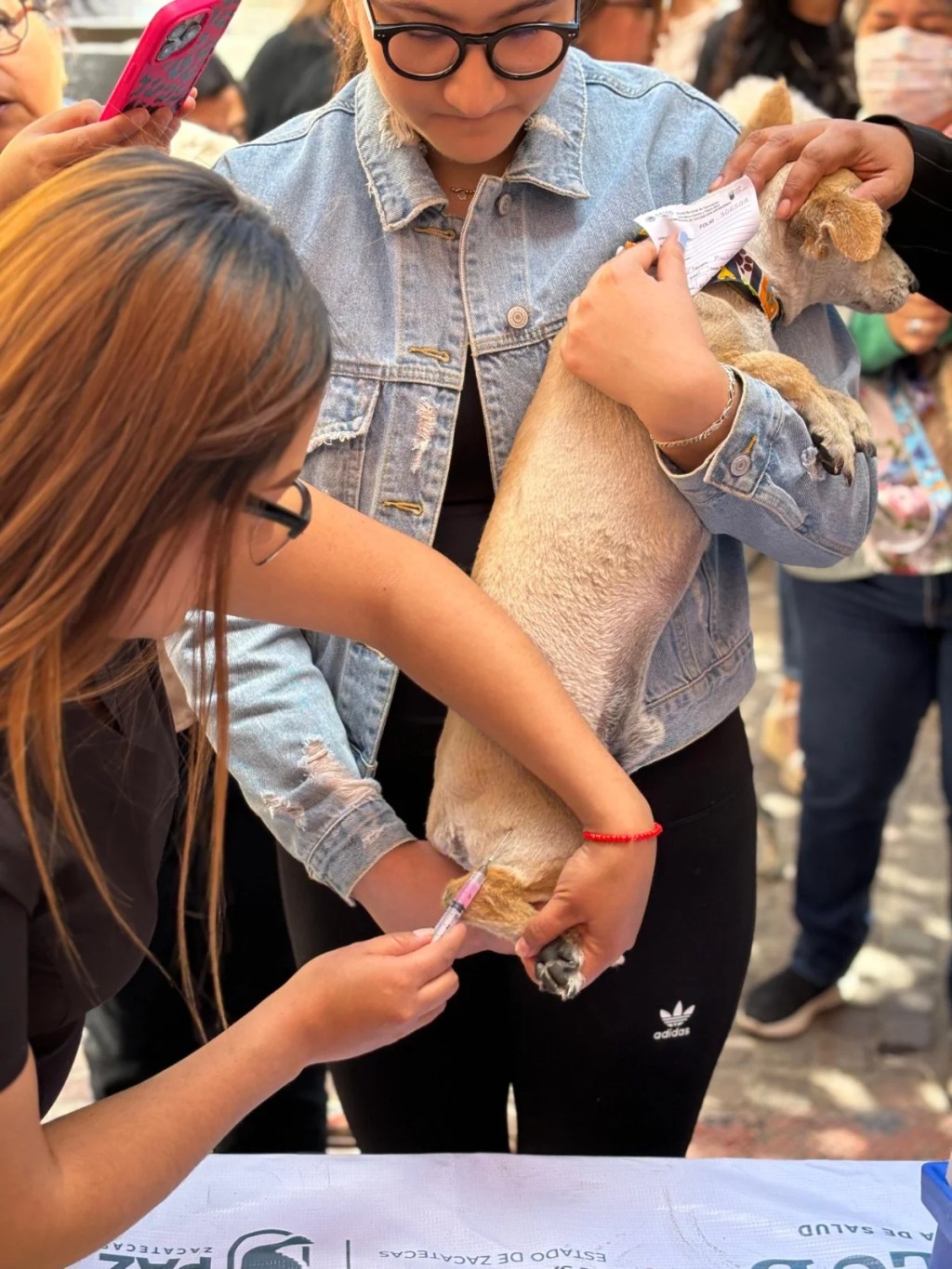 Campaña de vacunación de mascotas felinas.