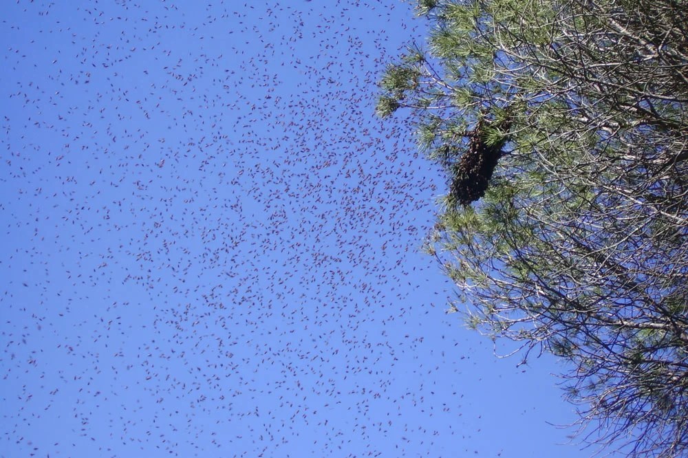 Un enjambre de abejas atacó a decenas de personas en las canchas deportivas de la Avenida San Carlos en Fresnillo.