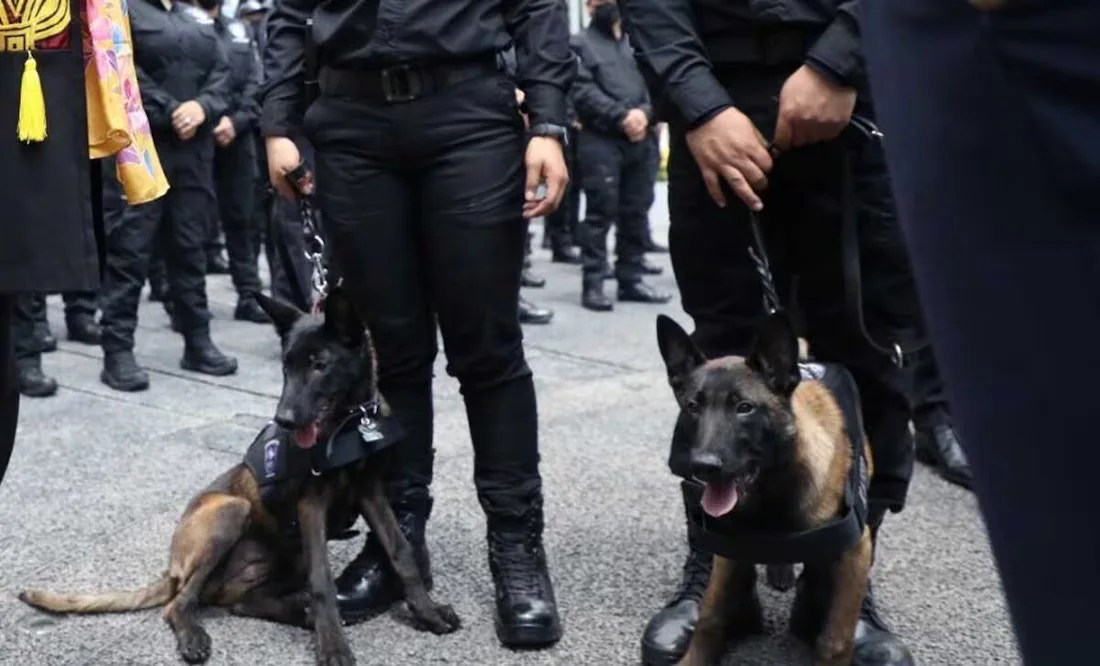 Káiser, a la derecha, el perro que logró que un feminicidio no quedara impune..